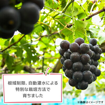 【ふるさと納税】2026年発送【訳あり】種なしぶどう　青森県産　藤稔2房(1.0kg～1.2kg)【配送不可地域：離島】【1613278】
