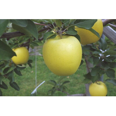 【ふるさと納税】りんご 「シナノゴールド」約5kg 訳あり家庭用_A2-815【1106869】