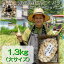 【ふるさと納税】青森県産バラにんにく1.3kg【1389428】