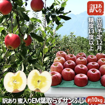 【ふるさと納税】12月 訳あり 蜜入り EM葉取らずサンふじ約10kg 糖度13度以上　【弘前市産・青森りんご・12月】　【果物類・林檎・りんご・リンゴ・サンふじ】　お届け：2022年12月1日〜2022年12月31日