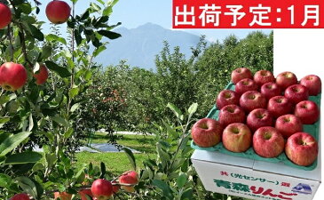 【ふるさと納税】1月 訳あり EM葉取らずサンふじ約10kg 糖度13度以上 【弘前市産・青森りんご・1月】 【果物類・林檎・りんご・リンゴ・サンふじ】 お届け:2023年1月6日〜2023年1月31日