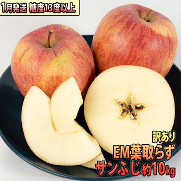 【ふるさと納税】1月 訳あり EM葉取らずサンふじ約10kg 糖度13度以上　【弘前市産・青森りんご・1月】　【果物類・林檎・りんご・リンゴ・サンふじ】　お届け：2023年1月6日〜2023年1月31日