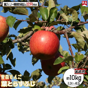 【ふるさと納税】りんご 【 12月発送 】 蜜入り & 13度糖度保証 家庭用 葉とらず ふじ 約 10kg 【 弘前市産 青森りんご 果物 フルーツ 食後 デザート 旬の果物 旬のフルーツ 歯ごたえ 樹上完熟 】 お届け:2025年12月1日~2025年12月27日