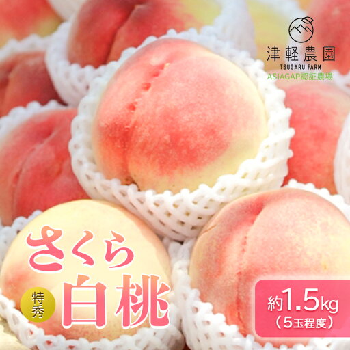 【ふるさと納税】【 2025年産 レア品種 さくら白桃 】特秀 約 1.5kg 5玉前後 ASIAGAP認証農場 津軽農園 採れたて 農家直送 お届け:2025年9月2日~2025年9月10日 【ふるさと納税】【 2025年産 レア品種 さくら白桃 】特秀 約 1.5kg 5玉前後 ASIAGAP認証農場 津軽農園 採れたて 農家直送 お届け:2025年9月2日~2025年9月10日