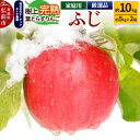 【ふるさと納税】りんご ふじ 約10kg(約5kg×2箱) 樹上完熟葉とらず【家庭用】厳選品 青森県産 りんご