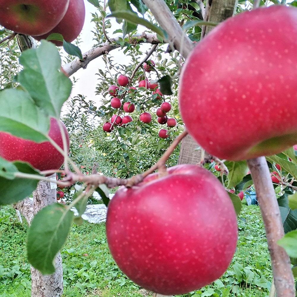 【ふるさと納税】 【25年12月発送】りんご【家庭用】サンふじ 約5kg