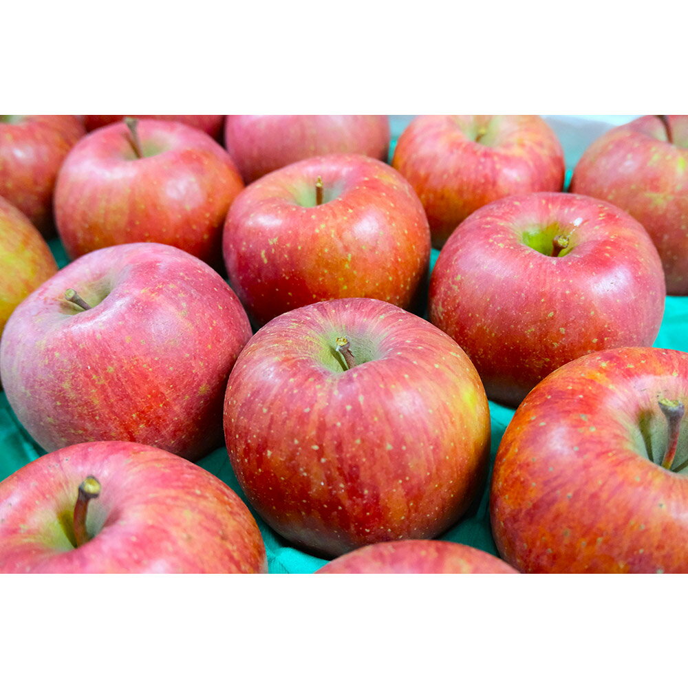 【ふるさと納税】 りんご 平均糖度13度以上！ サンふじ 約10kg 訳あり【選べる発送月】青森 果物 フルーツ 林檎 リンゴ くだもの 不揃い 規格外