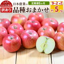 【ふるさと納税】【25年9月発送】りんご 【定期便6ヶ月】【先行受付】 平均糖度12.5度以上! 訳あり品種おまかせ5kg 【9月~2月】 6回分【先行受付】
