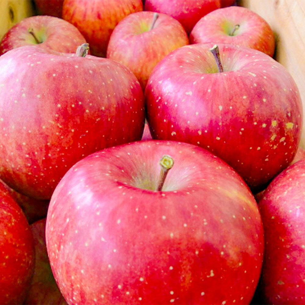 【ふるさと納税】【25年12月〜発送】りんご サンふじ【訳あり】【選べる容量】しらかみラボ