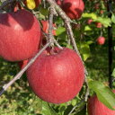 【ふるさと納税】SevenApple木村農園から直送 樹上完熟さんふじ10kg【1422346】