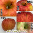 【ふるさと納税】【令和7年9月下旬~随時発送予定】 内容量 10kg(26~46個入) 訳ありりんご 早生ふじ【配送不可地域:離島・沖縄県】【1487377】