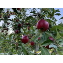 【ふるさと納税】クセになる酸味、お菓子作りに良し!生食でも良し!青森県産 紅玉(こうぎょく) 【贈答用】約3キロ【配送不可地域:離島】【1553351】