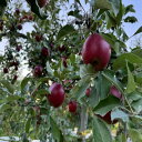 【ふるさと納税】クセになる酸味、お菓子作りに良し!生食でも良し!青森県産 紅玉(こうぎょく)【家庭用】約3kg【配送不可地域:離島】【1650624】