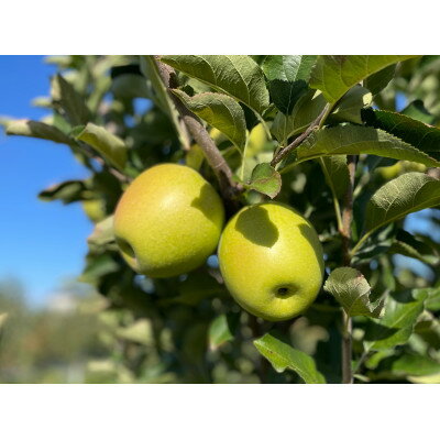 [感動の甘さ]王林(贈答用品)3kg