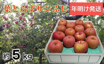 【ふるさと納税】りんご 青森産 約5kg サンふじ 葉とらず 【2021年1月から順次発送】 【果物類・林檎・りんご・リンゴ】 お届け:2021年1月5日〜2021年3月31日
