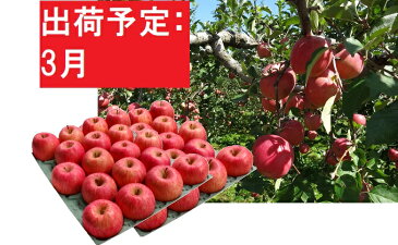 【ふるさと納税】【訳あり】 りんご 約10kg サンふじ 青森産 【3月発送】 【果物類・林檎・りんご・リンゴ・くだもの・約10kg・サンふじ・訳あり】 お届け:2021年3月1日〜2021年3月20日