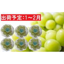 【ふるさと納税】【年明け】青森ぶどう シャインマスカット家庭...