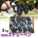 【ふるさと納税】【年内】青森ぶどう スチューベン大きさ不揃い...
