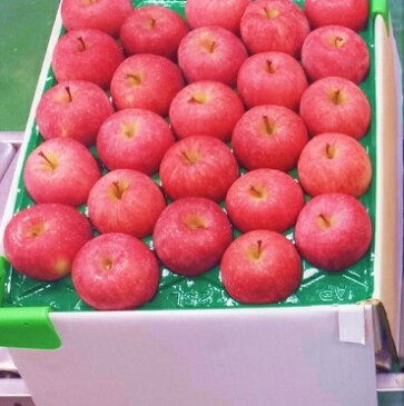 【ふるさと納税】3〜4月 まるかじり小玉サンふじりんご(約5kg) 【青森りんご・CA貯蔵・クール便】 【果物類・林檎・りんご・リンゴ・サンふじ・約5kg】 お届け:2021年3月20日〜2021年4月28日