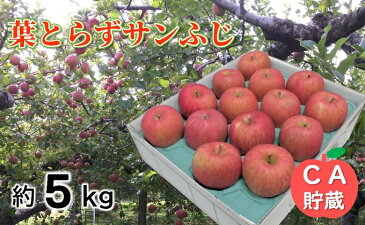 【ふるさと納税】3〜4月 葉とらずりんごサンふじ約5kg 【青森りんご・CA貯蔵・クール便】 【果物類・林檎・りんご・リンゴ・サンふじ・約5kg】 お届け:2021年3月20日〜2021年4月28日