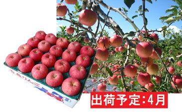 【ふるさと納税】4月 りんご 青森産 約5kg 丸福サンふじ【CA貯蔵・クール便】 【果物類・林檎・りんご・リンゴ・約5kg・サンふじ】 お届け:2021年4月1日〜2021年4月28日