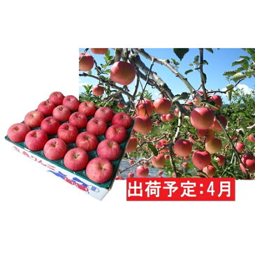 【ふるさと納税】4月 りんご 青森産 約5kg 丸福サンふじ【CA貯蔵・クール便】 【果物類・林檎・りんご・リンゴ・約5kg・サンふじ】 お届け:2021年4月1日〜2021年4月28日