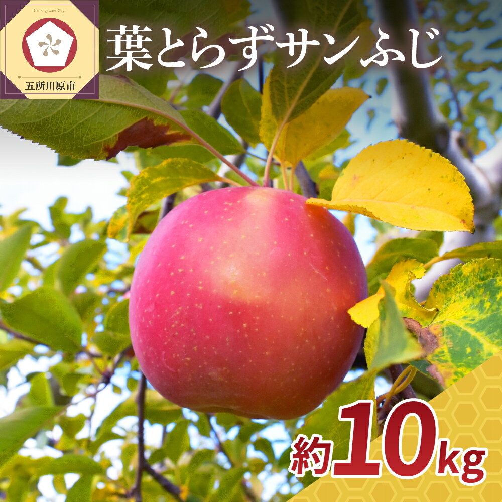 【ふるさと納税】【発送時期が選べる】 りんご 10kg サンふじ 葉とらず 青森のサムネイル