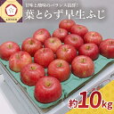 【ふるさと納税】《 2025年10月発送》 葉とらず 早生ふじ 10kg / りんご 林檎 アップル 常温保存 贈り物 ギフト 贈答 フルーツ 果物 常温保存 秋 旬 青森県 五所川原市
