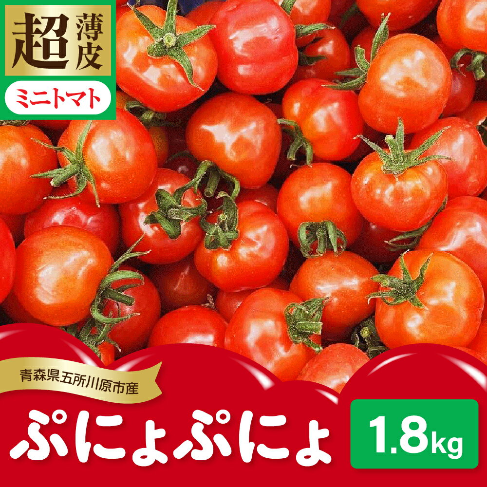 [2025年 先行受付] ミニトマト 約1.8kg 超薄皮 「ぷにょぷにょ」 | 薄皮 肉厚 みにとまと リコピン 野菜 産地直送 青森 五所川原市 送料無料 プチ サイズの トマト ぷよ っとした食感