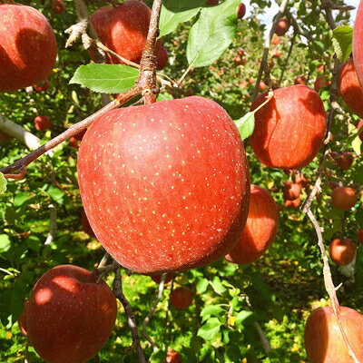 【ふるさと納税】十和田深持りんご【サンふじ・王林】詰合せ10kg(34個～36個)【配送不可地域：離島】【1006424】(4)