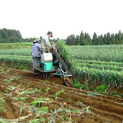 農業体験 1日コース(9:00〜16:00)食事体験付き(1名様分)