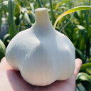 【ふるさと納税】【テレビ紹介】青森にんにく白玉王1kg (産地直送・農家レシピ付き)【配送不可地域:離島】【1592810】