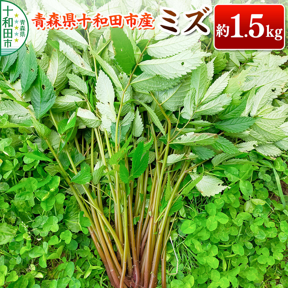 【ふるさと納税】【2027年6月発送・先行受付】山菜 ミズ 約1.5kg 青森県十和田市産 [旬のもの 山菜 初夏 みず ウワバミソウ]