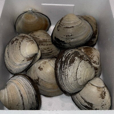 �ڤդ뤵��Ǽ�ǡۥۥå�����10������������Բ��ϰ衧Υ�硦���츩���彣�ۡ�1706557��