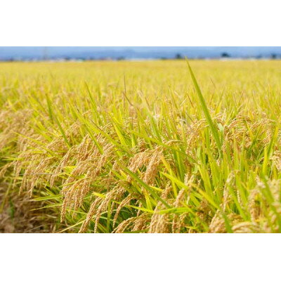 【ふるさと納税】【毎月定期便】青森県産　はれわたり　白米5kg全3回【4076014】