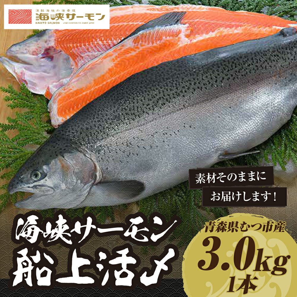【ふるさと納税】【期間限定発送】海峡サーモン船上活〆3.0kg1本 (冷蔵) むつ市 サーモン 刺身【配送不可地域:離島】サーモン 鮭 さけ サケ 海鮮
