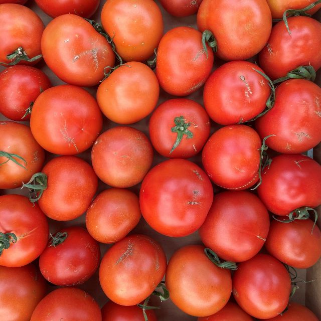 【ふるさと納税】むつ市産　寅福菜園の「サステナブルトマト」訳あり2kg