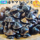 【ふるさと納税】青森県十三湖産【冷蔵】活ヤマトシジミ 中 1.5kg【発送希望時期をお選びください】|十三湖産 青森 津軽 つがる しじみ みそ汁 味噌汁 しじ...