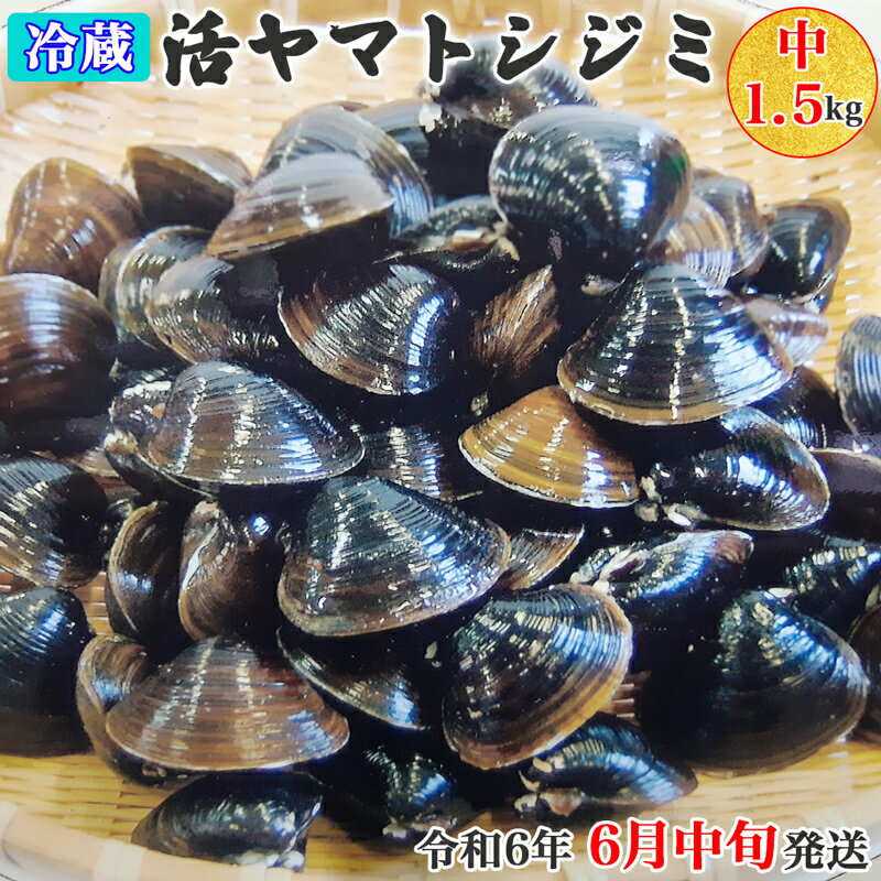 [令和6年6月中旬発送] 青森県十三湖産【冷蔵】活ヤマトシジミ中 1.5kg｜十三湖産 青森 津軽 つがる しじみ みそ汁 味噌汁 しじみ汁 [0560]