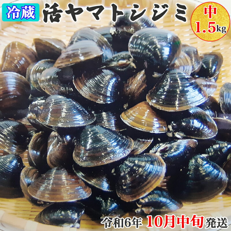 [令和6年10月中旬発送] 青森県十三湖産【冷蔵】活ヤマトシジミ 中 1.5kg｜十三湖産 青森 津軽 つがる しじみ みそ汁 味噌汁 しじみ汁 [0564]