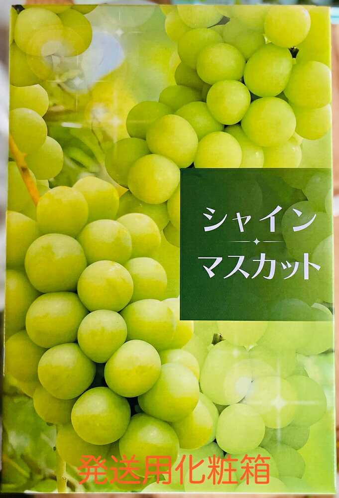 【ふるさと納税】シャインマスカット 2房 (約550g以上×2房)｜糖度18度以上 種なし ぶどう フルーツ 果物 贈答 青森 つがる市 藤農園 令和6年産 [0626]