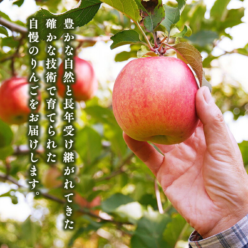 【ふるさと納税】≪内容量が選べる!≫ 青森県産 CA貯蔵 サンふじ 約3kg 約5kg 【 青森県 平川市 森山商店 】 4月発送 りんご 森山商店 青森県産 青森りんご 4月 林檎 リンゴ サンふじ ふじ 葉とらず 平川市 青森県 レビューキャンペーン