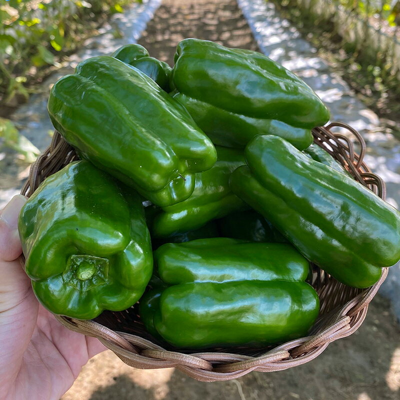 【ふるさと納税】 15種以上！旬の野菜詰め合わせセット 約2.5kg 【収穫型観光農園レッドファーマー】旬の野菜 旬野菜 新鮮 食品 グルメ 詰め合わせ 冷蔵 ファーマーズマーケット 送料無料 野菜 美味しい 甘い 夏野菜 サラダ おいしい 旬 国産 お取り寄せ F21J-067