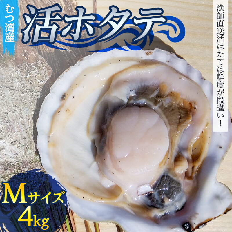 【ふるさと納税】 むつ湾で獲れた活ホタテ Mサイズ 約4.0kg【活ほたて本舗】ホタテ ほたて 帆立 活ホタテ 生ほたて 生ホタテ 刺身 殻付き 海鮮 新鮮 貝 貝柱 魚介 青森 青森県 東北 むつ湾 陸奥湾 BBQ バーベキュー キャンプ 4kg F21J-078のサムネイル