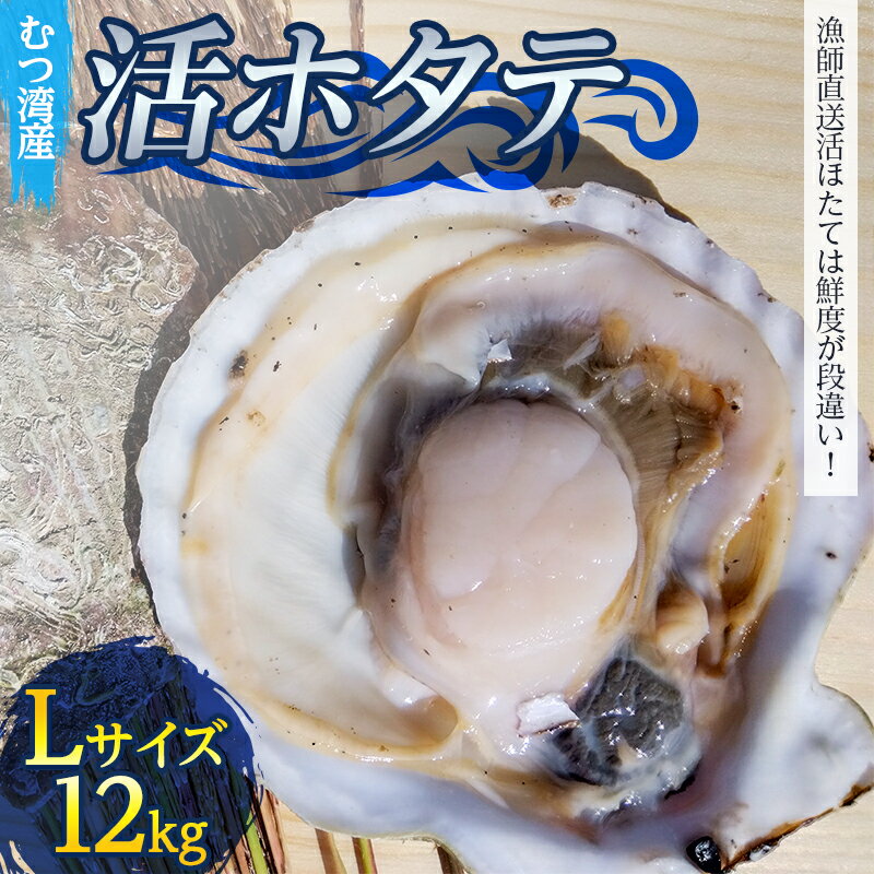 【ふるさと納税】 むつ湾で獲れた活ホタテ Lサイズ 約12.0kg【活ほたて本舗】 ホタテ ほたて 帆立 活ホタテ 生ほたて 生ホタテ 刺身 殻付き 海鮮 新鮮 貝 貝柱 魚介 青森 青森県 東北 むつ湾 陸奥湾 海鮮 BBQ バーベキュー キャンプ 12kg F21J-087