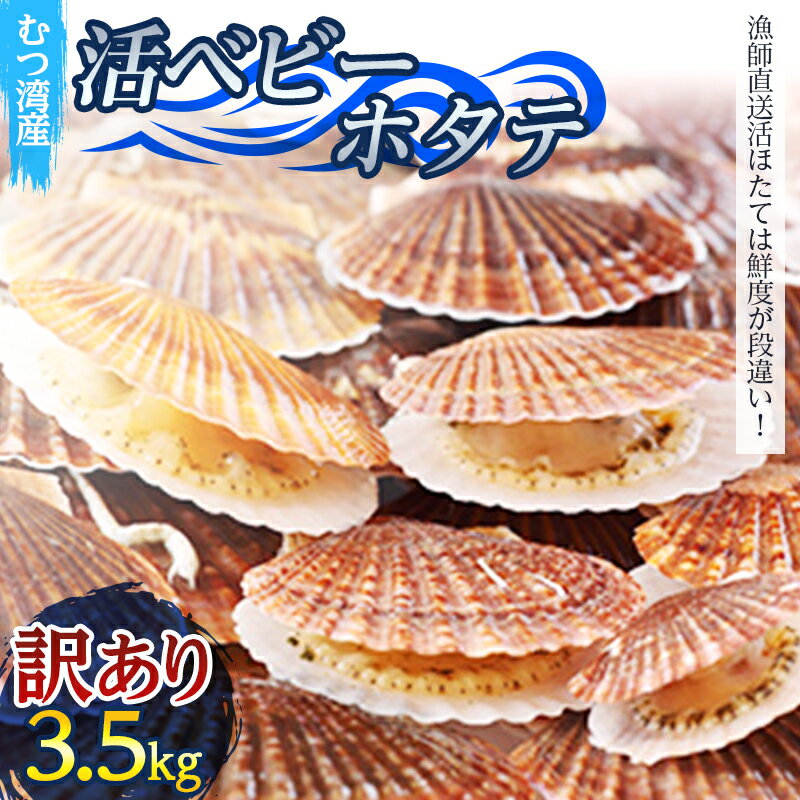 【ふるさと納税】訳あり 活ベビーホタテ 約3.5kg【活ほたて本舗】 ホタテ ほたて 帆立 活ホタテ 海鮮 貝 貝柱 魚介 青森 青森県 東北 むつ湾 陸奥湾 F21J-088のサムネイル