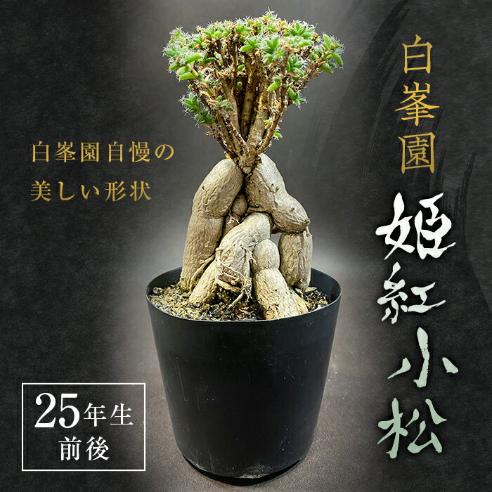 [白峯園]姫紅小松 25年生前後 塊根植物 トリコディアデマ バルボサム Trichodiadema bulbosum 観葉植物 盆栽 観葉 植物 コーデックス メセン インテリア F21J-115