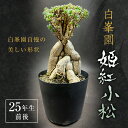 姫紅小松　25年生前後 塊根植物 トリコディアデマ バルボサム Trichodiadema bulbosum 観葉植物 盆栽 観葉 植物 コーデックス メセン インテリア F21J-115