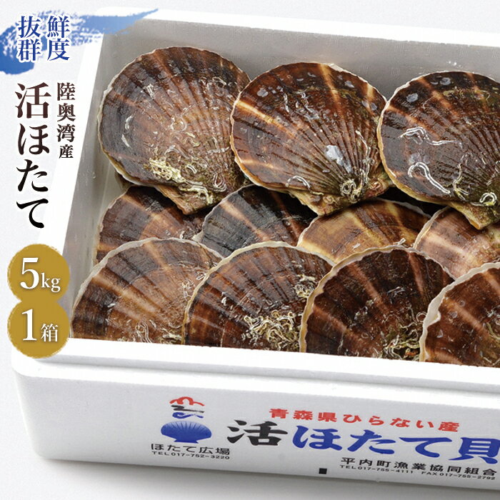 【ふるさと納税】活ほたて 5kg入 1箱 【平内町漁業協同組合】 ホタテ ほたて 帆立 活ホタテ 貝柱 殻付き ほたて広場 魚介 青森 青森県 東北 むつ湾 陸奥湾 漁協 F21J-163のサムネイル