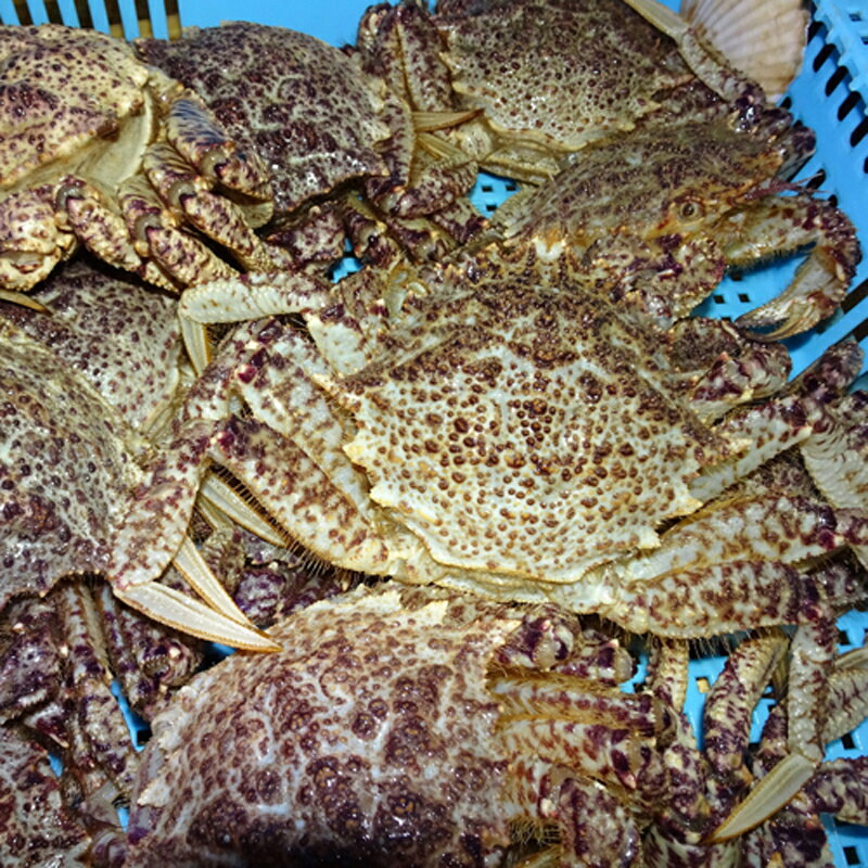 【ふるさと納税】《訳あり》青森県 陸奥湾産 活トゲクリガニ(オス) 約2kg (5～6杯) 《白砂活貝組 琉宝丸》 漁師直送 かに カニ 蟹 魚介 青森 青森県 東北 むつ湾 F21J-179